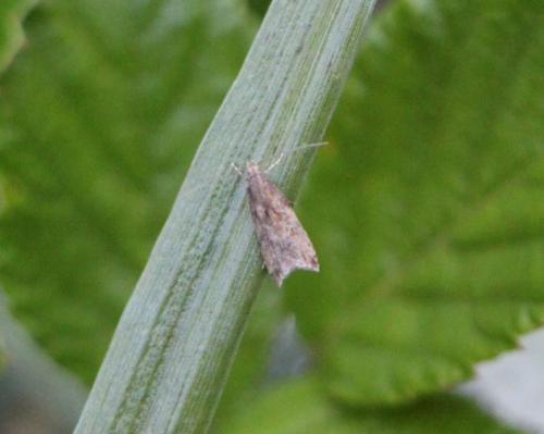 Brachmia blandella